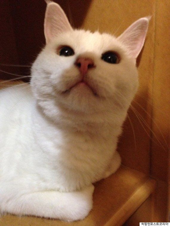 돌봐주던 길냥이가 다리가 부러져서 나를 찾아왔다