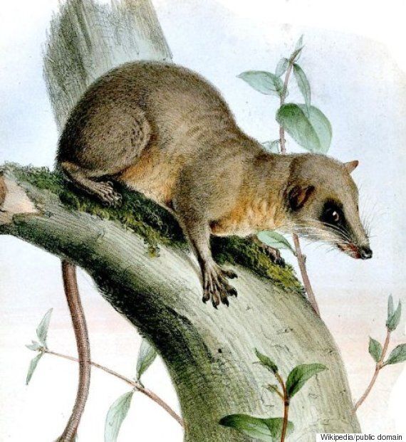 어쩌면 사람보다 훨씬 술고래일지 모르는 동물들