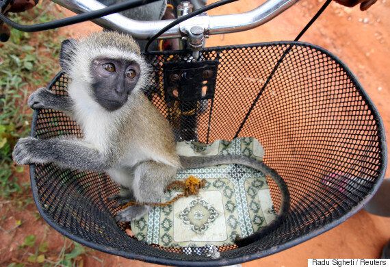 어쩌면 사람보다 훨씬 술고래일지 모르는 동물들