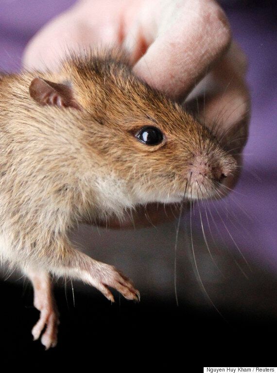 어쩌면 사람보다 훨씬 술고래일지 모르는 동물들