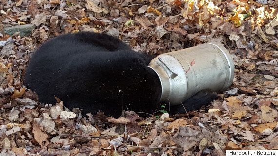 어쩌면 사람보다 훨씬 술고래일지 모르는 동물들