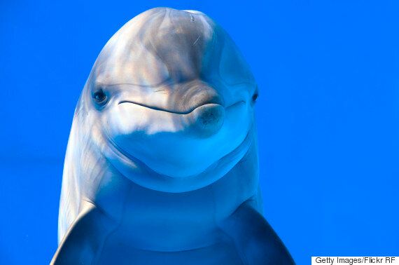 멸종위기 '상괭이'를 年 1천500마리 살릴 수 있는 방법