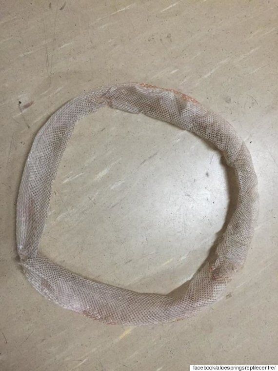 뱀은 자신의 허물 속에서 3시간 동안 길을 잃었다(동영상)