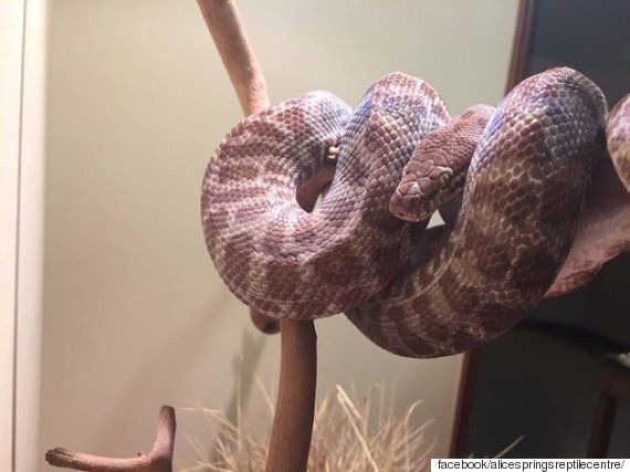 뱀은 자신의 허물 속에서 3시간 동안 길을 잃었다(동영상)