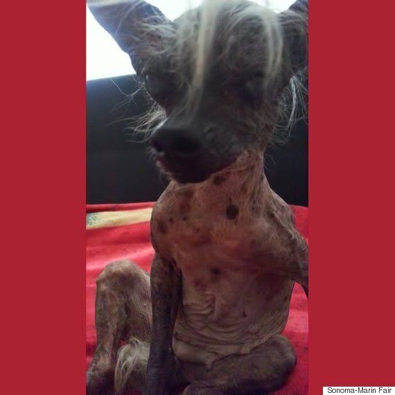 이 강아지는 올해 세상에서 가장 못생긴 개로 뽑혔다(사진)