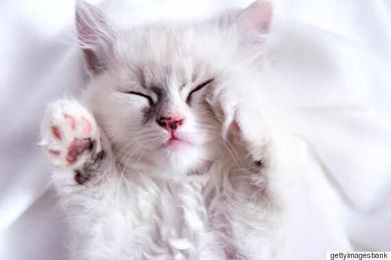 정의당 심상정 대표, '살찐고양이법'을 발의했다