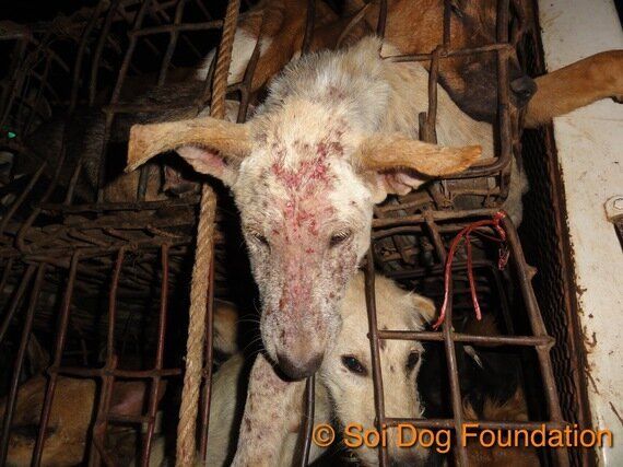 눈 빠지고, 다리 잘리고 | 태국 개들의 '지옥행 트럭'