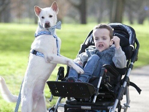 눈 빠지고, 다리 잘리고 | 태국 개들의 '지옥행 트럭'