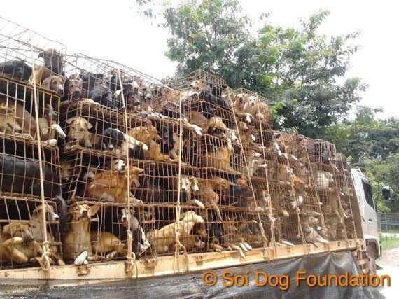 눈 빠지고, 다리 잘리고 | 태국 개들의 '지옥행 트럭'