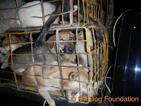 눈 빠지고, 다리 잘리고 | 태국 개들의 '지옥행 트럭'