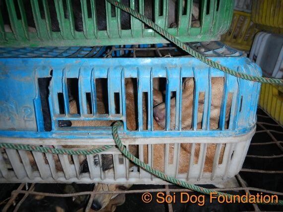 눈 빠지고, 다리 잘리고 | 태국 개들의 '지옥행 트럭'