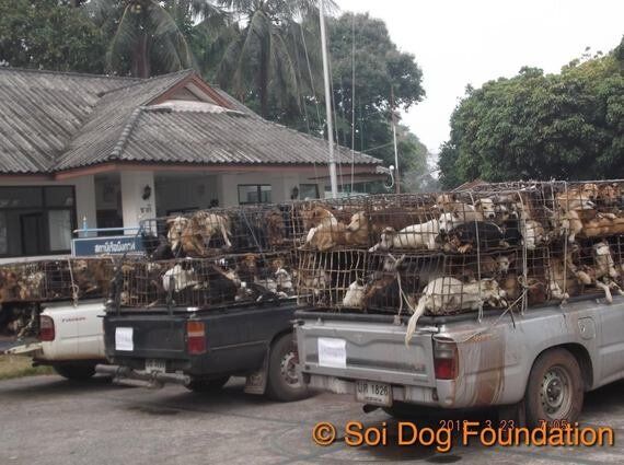 눈 빠지고, 다리 잘리고 | 태국 개들의 '지옥행 트럭'