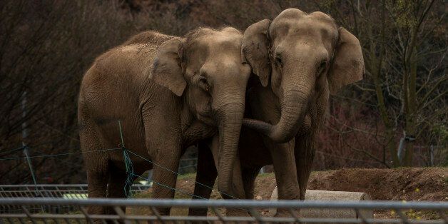 Baby and Nepal, two elephants suffering from tuberculosis, stand in their enclosure at the Parc de la Tete d'Or Zoo in Lyon, central France, Monday, Jan. 7, 2013. Sex symbol-turned-animal rights activist Brigitte Bardot is threatening to join actor Gerard Depardieu in Russian exile unless France halts the scheduled euthanasia of the two sick elephants. The 1960s screen diva says authorities have ignored her