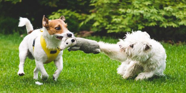 우리 집 강아지들이 서로 싸운다면