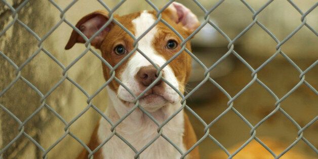 나주 드들강 여고생 강간살인 사건 피의자는 수사망을 피하기 위해 개 12마리를 훔쳤다