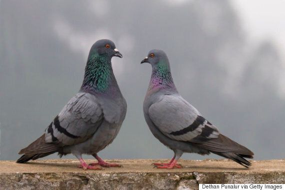 올림픽에서 실제로 경기했던 이상한 종목 11가지