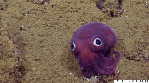 캘리포니아 연안에서 정말 귀여운 오징어가 발견됐다(동영상)