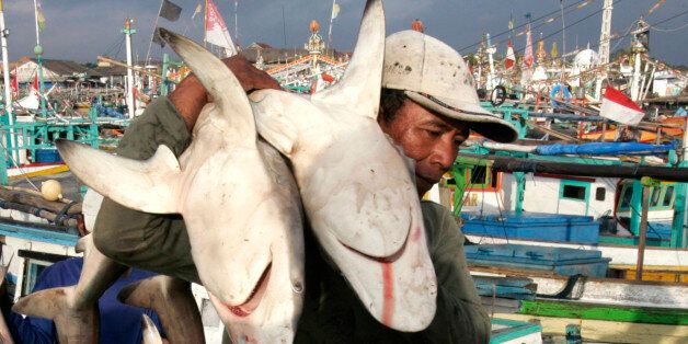 A worker unloads sharks from wooden boats in a fish port in Banyuwangi in Indonesia's East Java province in this June 27, 2008 file photo. Three shark attacks in Australia in two days this week sparked a global media frenzy of