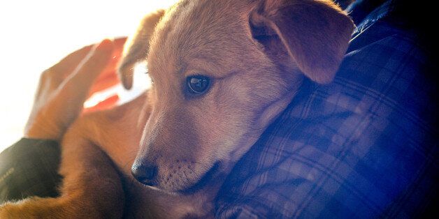 반려동물 행동 변화는 건강 SOS