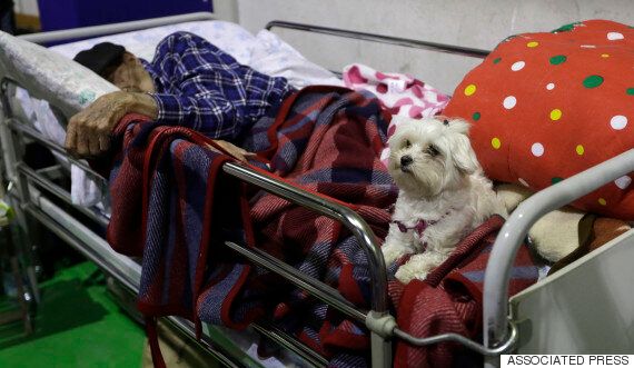 친구 잃은 슬픔에 잠을 이루지 못했다(사진, 영상)