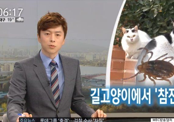 MBC의 '길고양이가 살인진드기를 옮긴다'는 보도에 대한 반박