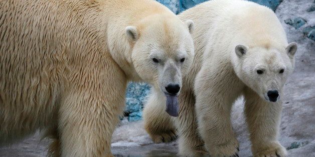 A couple of polar bears, Felix (L), a nine-year-old, and Aurora, a six-year-old, walk inside its enclosure at the Royev Ruchey Zoo in Krasnoyarsk, Siberia, Russia, March 29, 2016. Zoo keepers have allowed the bears to live together hoping that they will mate. Both bears were rescued by people in the Arctic Ocean, and were brought to the Krasnoyarsk zoo. A weak orphaned cub, Felix was delivered to the zoo from a scientific polar station on the Wrangel Island in May 2006. Aurora and her sister, Vi