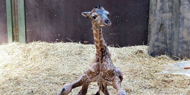 A giraffe foal tries to stand shortly after being born at Aalborg zoo in northern Jutland February 11, 2010. REUTERS/Henning Bagger/Scanpix (DENMARK - Tags: ANIMALS SOCIETY IMAGES OF THE DAY) DENMARK OUT. NO COMMERCIAL OR EDITORIAL SALES IN DENMARK