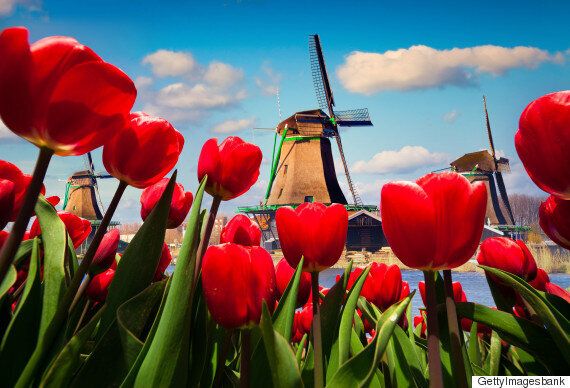 네덜란드 총리의 한 마디가 한국에 큰 반향을 불러왔다 (트윗반응)