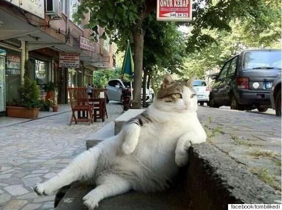 이스탄불의 여유로운 고양이가 동상으로 세워졌다(사진)