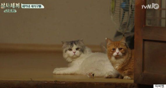 '삼시세끼' 이서진-에릭-윤균상, 득량도 3형제 탄생