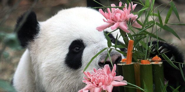 Kai Kai, a male Giant Panda sniffs at his custom-made birthday cake of bamboo, flowers and vegetables, Friday, Sept. 6, 2013, at the River Safari, part of the Wildlife Reserves and the Singapore Zoo in Singapore. Week-long celebrations were held to mark the first year anniversary of the arrival of two Giant Pandas from China, Kai Kai, and Jia Jia, who incidentally are celebrating their 6th and 5th birthdays, respectively this month. These Giant Pandas are on loan for 10-years as part of a collab