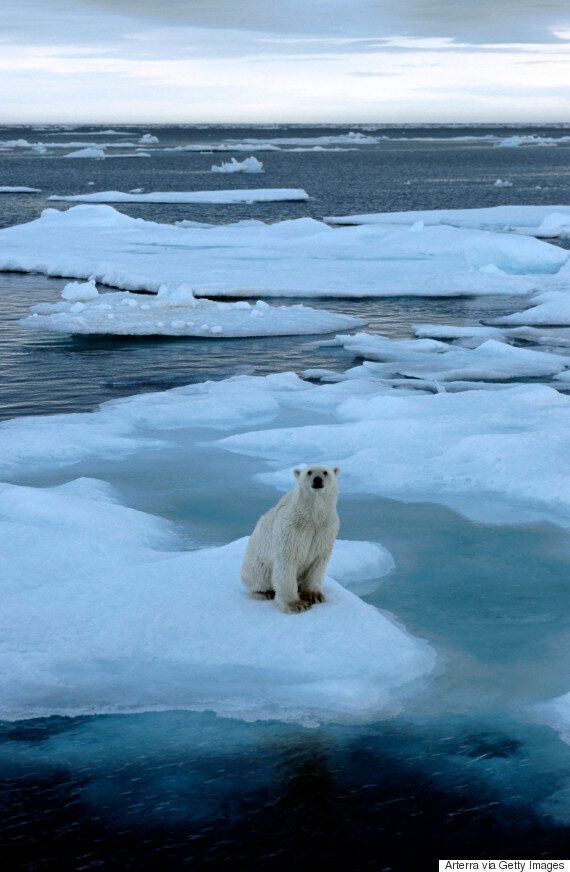 북극곰은 북극의 굶주린 기후 난민이다