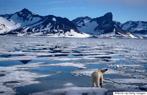 북극곰은 북극의 굶주린 기후 난민이다