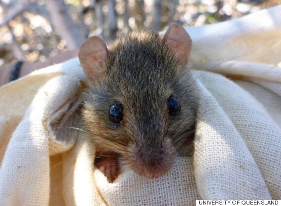 인간은 동물 12종을 최근에 죽여서 멸종시켰고, 당신은 전혀 알지 못했다