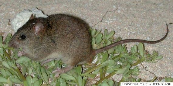 인간은 동물 12종을 최근에 죽여서 멸종시켰고, 당신은 전혀 알지 못했다