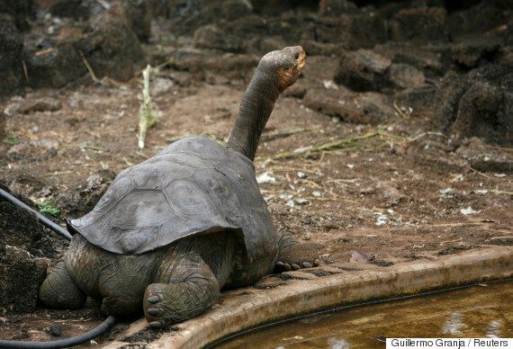 인간은 동물 12종을 최근에 죽여서 멸종시켰고, 당신은 전혀 알지 못했다