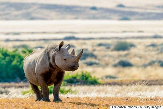 인간은 동물 12종을 최근에 죽여서 멸종시켰고, 당신은 전혀 알지 못했다
