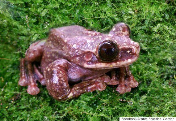 인간은 동물 12종을 최근에 죽여서 멸종시켰고, 당신은 전혀 알지 못했다