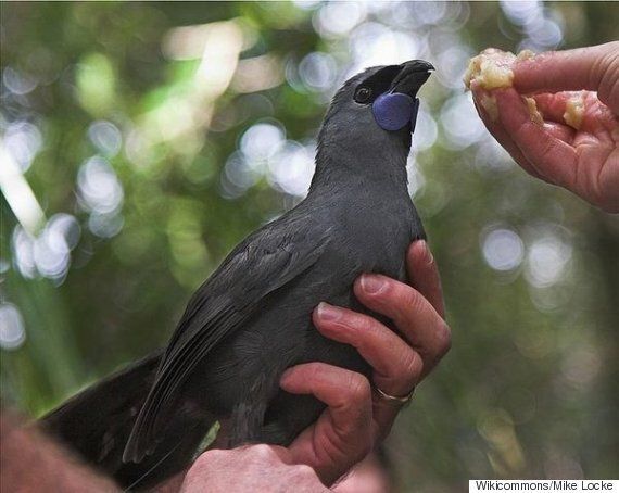 인간은 동물 12종을 최근에 죽여서 멸종시켰고, 당신은 전혀 알지 못했다