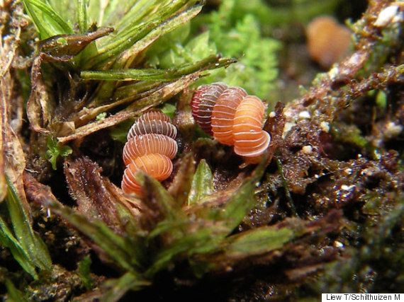 인간은 동물 12종을 최근에 죽여서 멸종시켰고, 당신은 전혀 알지 못했다