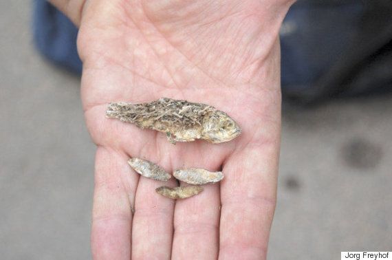 인간은 동물 12종을 최근에 죽여서 멸종시켰고, 당신은 전혀 알지 못했다