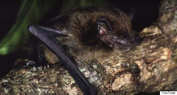 인간은 동물 12종을 최근에 죽여서 멸종시켰고, 당신은 전혀 알지 못했다