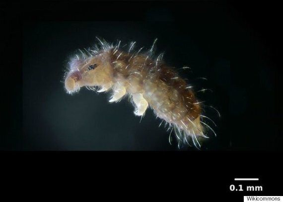 인간은 동물 12종을 최근에 죽여서 멸종시켰고, 당신은 전혀 알지 못했다