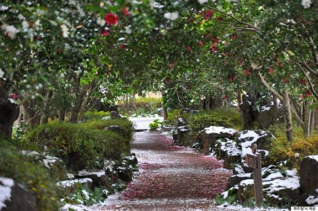 겨울에 제주도에 가면 이 7곳에 가야 한다