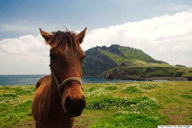 겨울에 제주도에 가면 이 7곳에 가야 한다