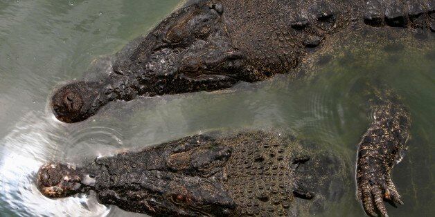 Crocodile are seen during a tourist feeding session at a crocodile farm in the Thai resort city of Pattaya, about 150 km (93 miles) southeast of Bangkok September 14, 2011. REUTERS/Sukree Sukplang (THAILAND - Tags: ANIMALS TRAVEL)