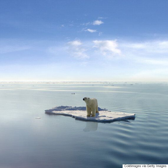 이것은 북극곰 멸종을 막을 마지막 기회다