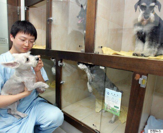 설 연휴, 반려동물이 걱정되는 반려인들은 필독!