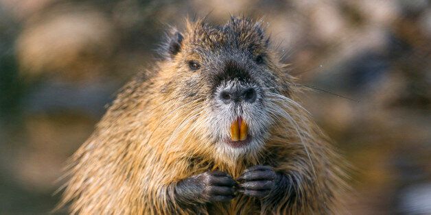 Picture of a nutria with joined hands, near the water.