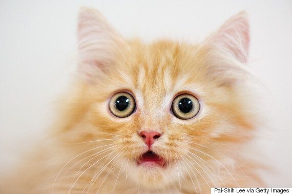 좋아하는 동물을 위해 찬양 시를 쓴 시인이 있다